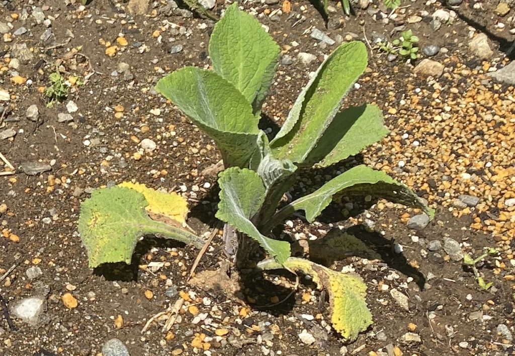 モンスタージギタリス　耐寒性