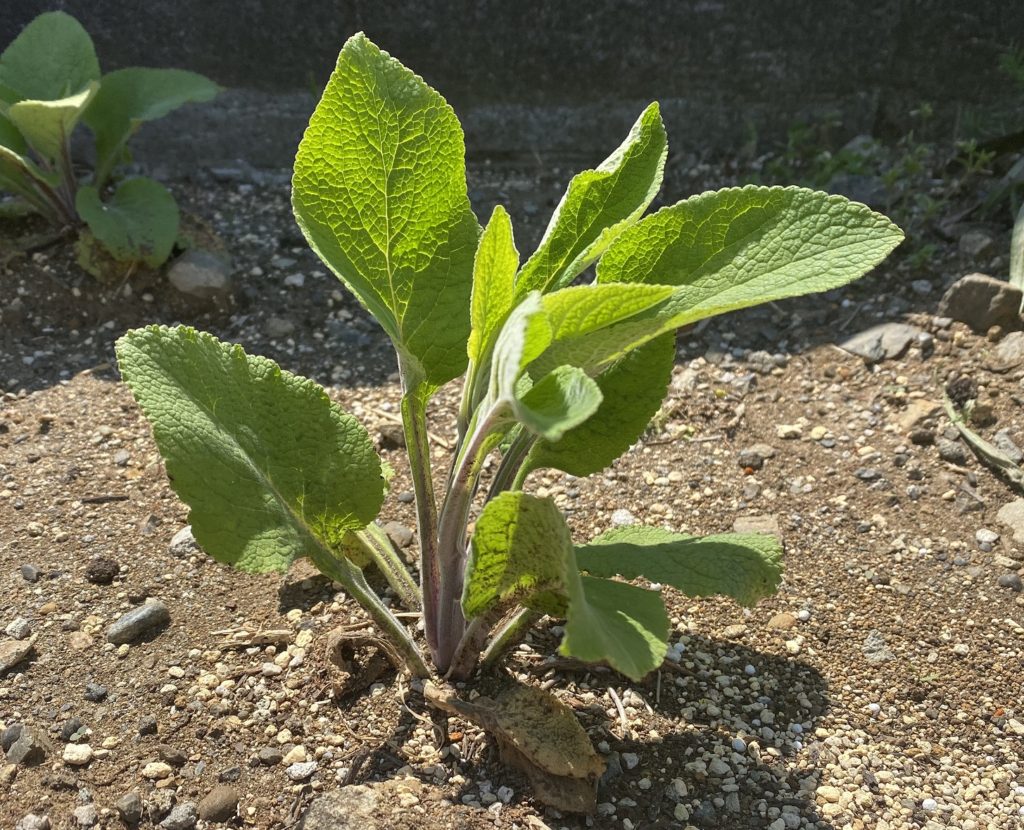 モンスタージギタリス　成長