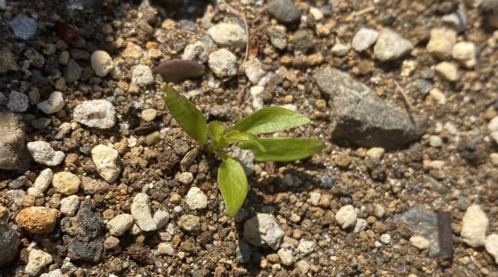 美女なでしこ　地植え定着