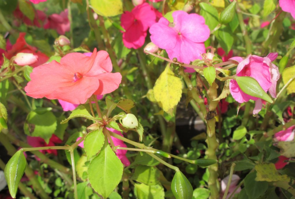 インパチェンスつぼみ