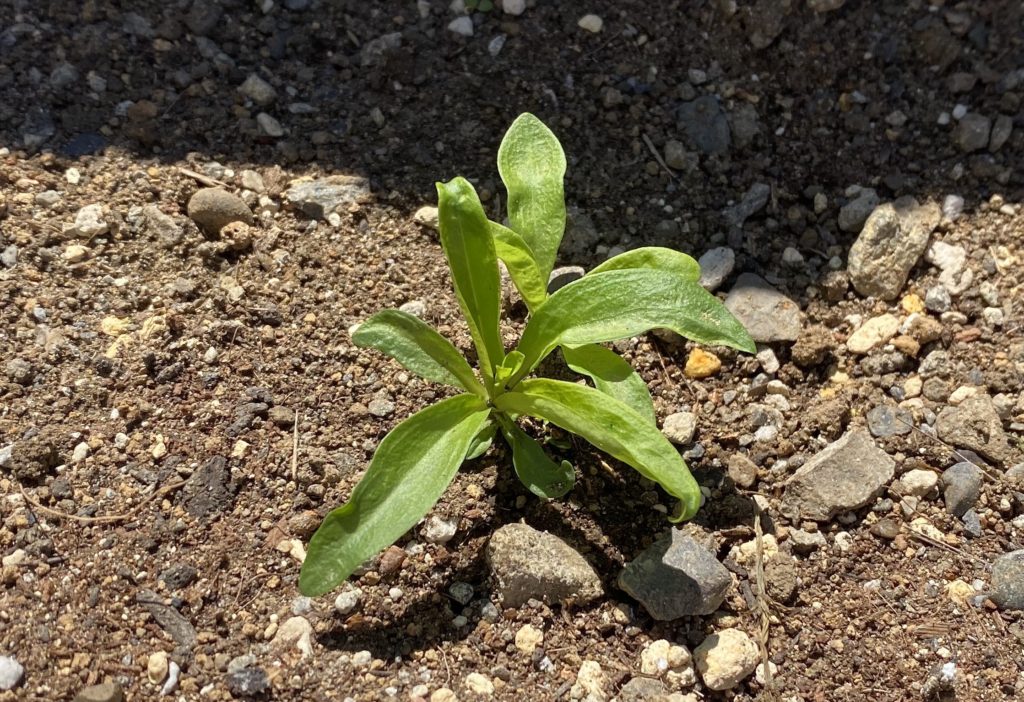 美女なでしこ　ひらひら本葉