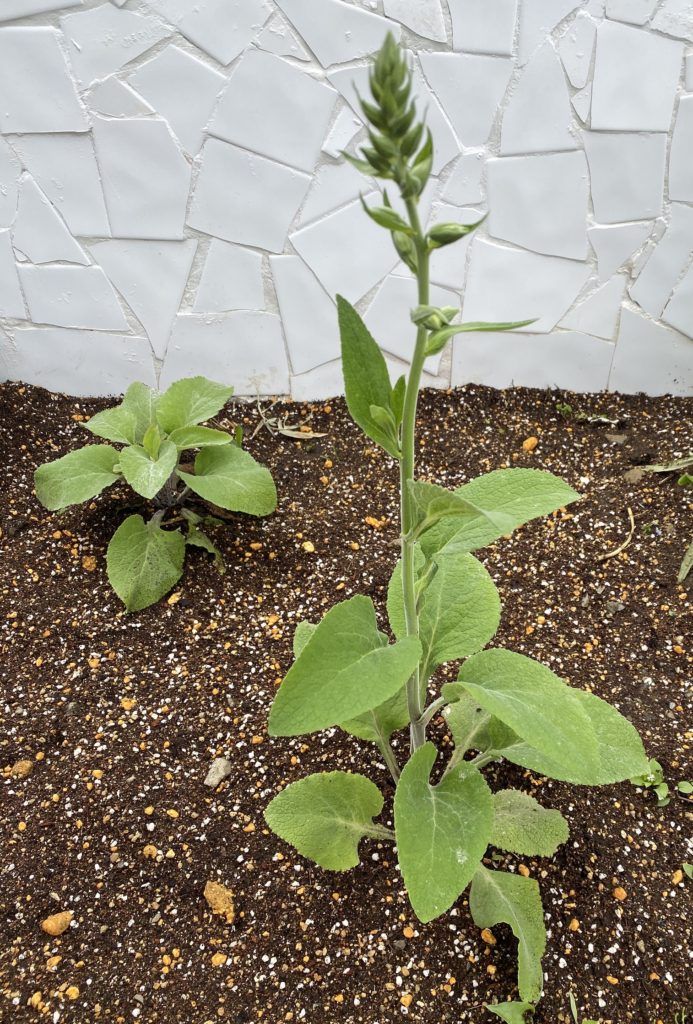 モンスタージギタリス　蕾大量発生