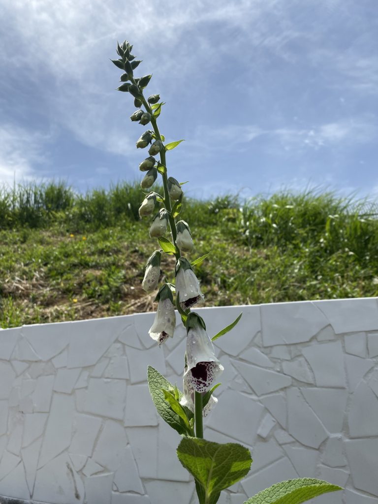 モンスタージギタリス　開花