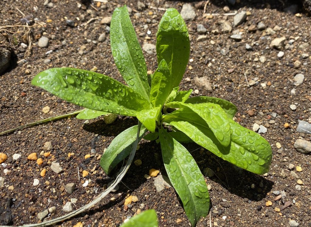 美女なでしこ　本葉成長