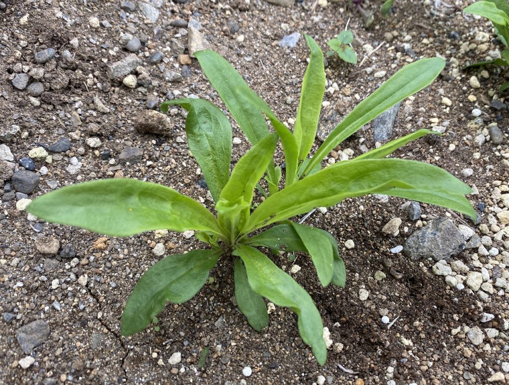 美女なでしこ　葉が巨大化