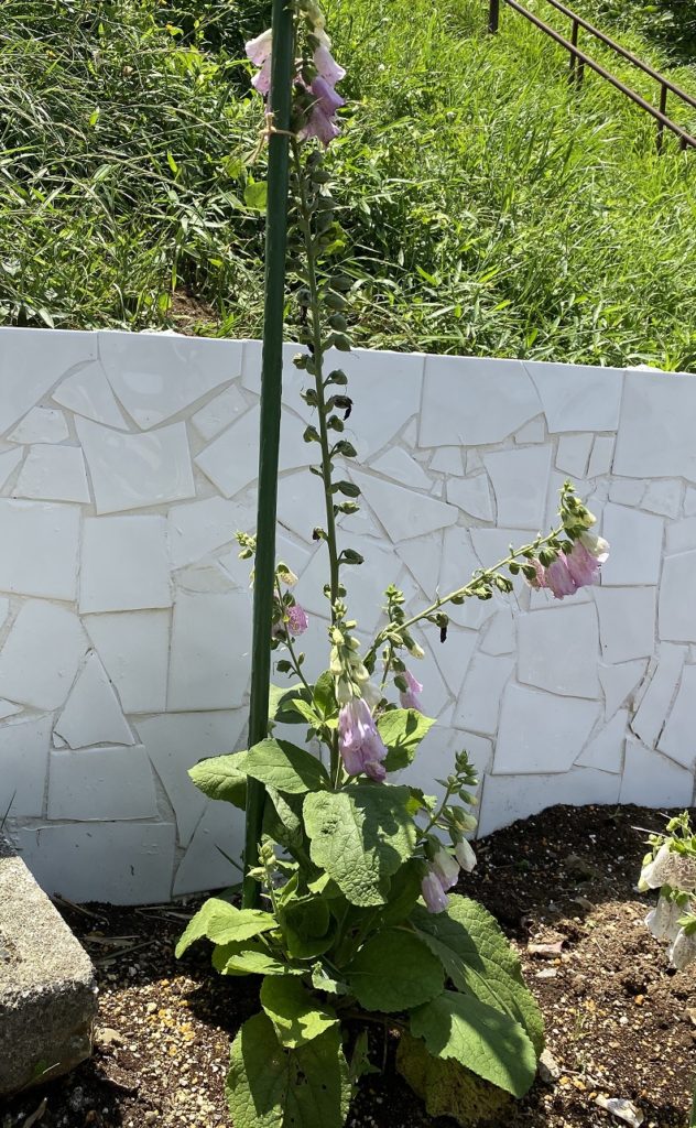 ジギタリス　支柱につなぐ