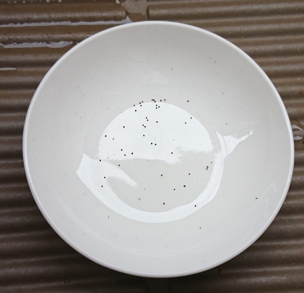 ペチュニア　種