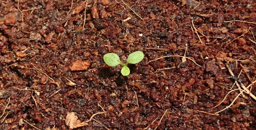 ペチュニア　本葉