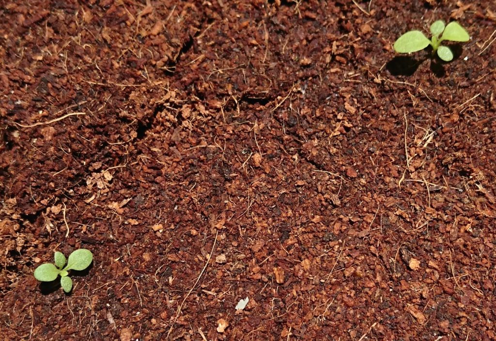 ペチュニア　本葉２枚