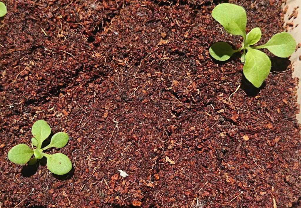 ペチュニア　本葉成長期