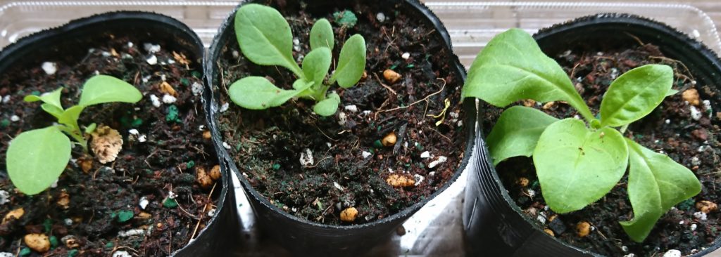 ペチュニア　ポッド植え