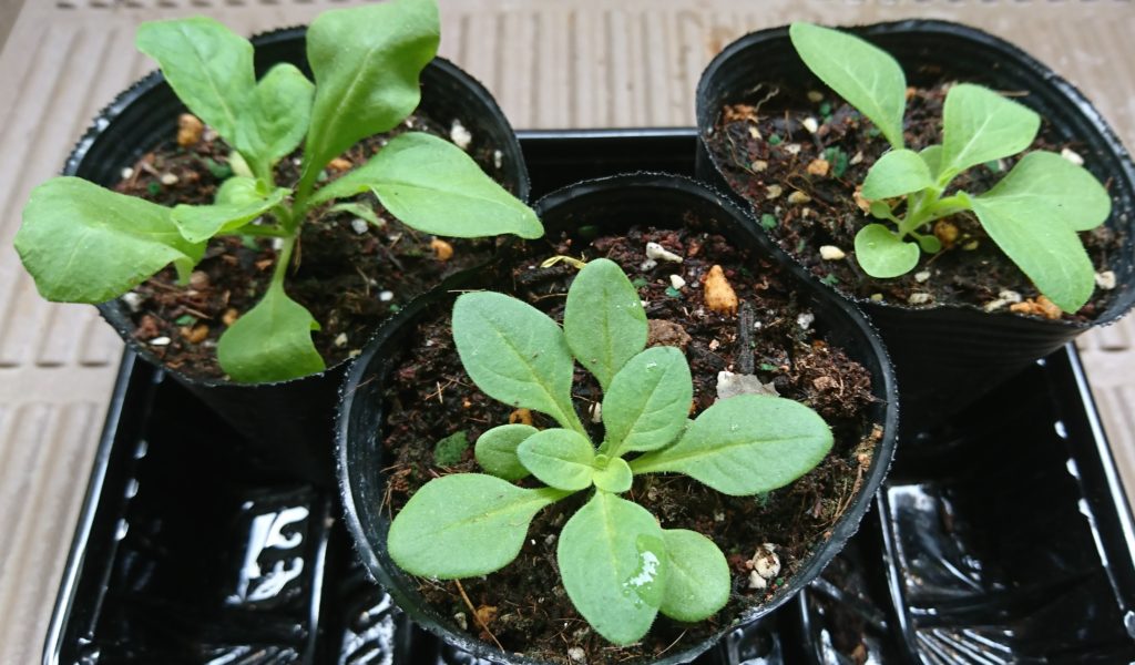 ペチュニア　株成長