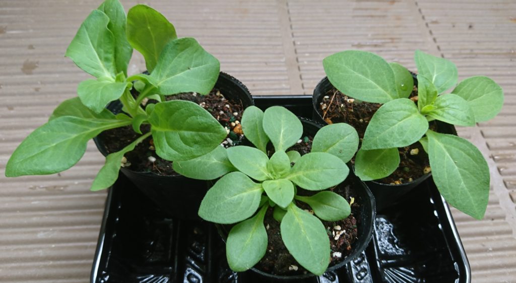 ペチュニア　茎伸びる