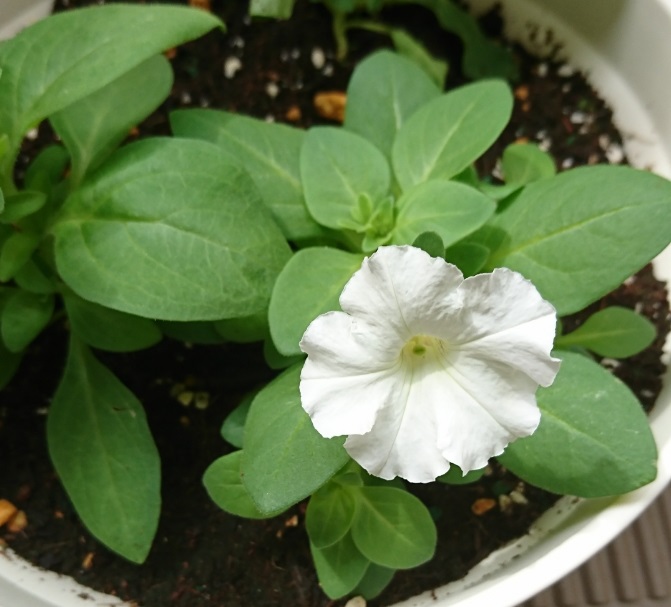 ペチュニア　開花　白