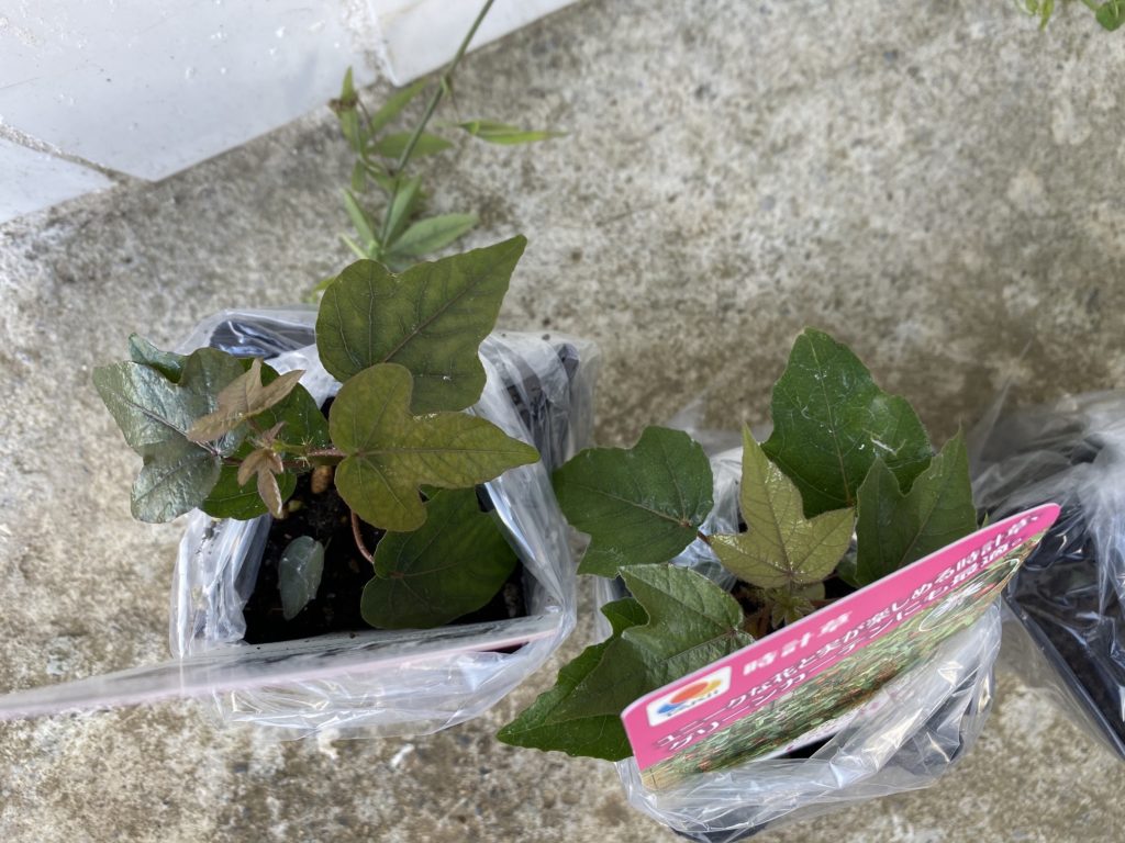 トケイソウ ピッコロッソ苗