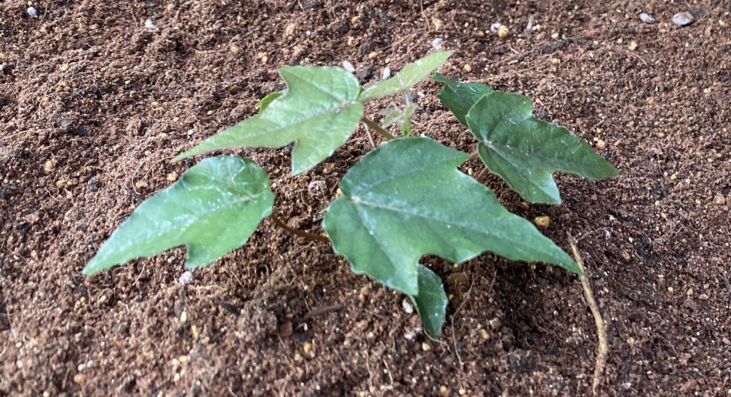 トケイソウ ピッコロッソ　苗植え