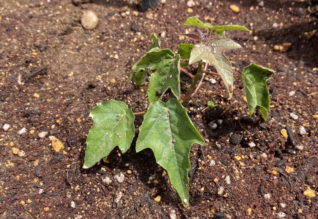 トケイソウ ピッコロッソ　地植えになじむ
