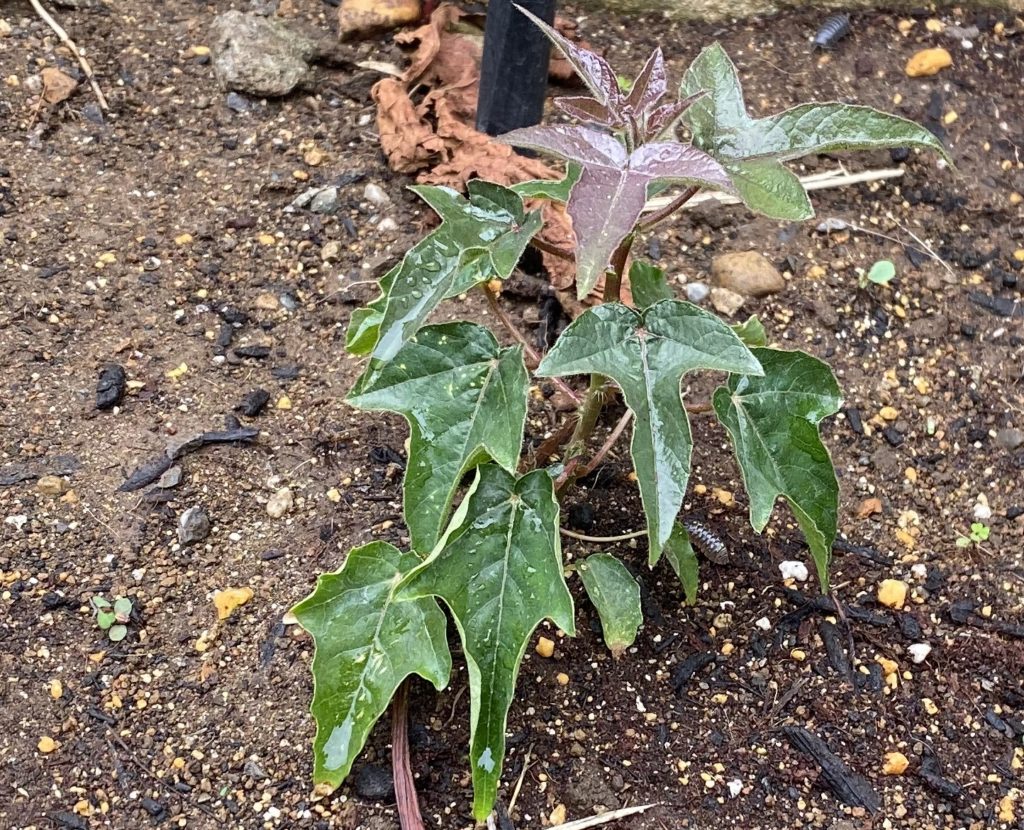 トケイソウ ピッコロッソ　本葉数増える