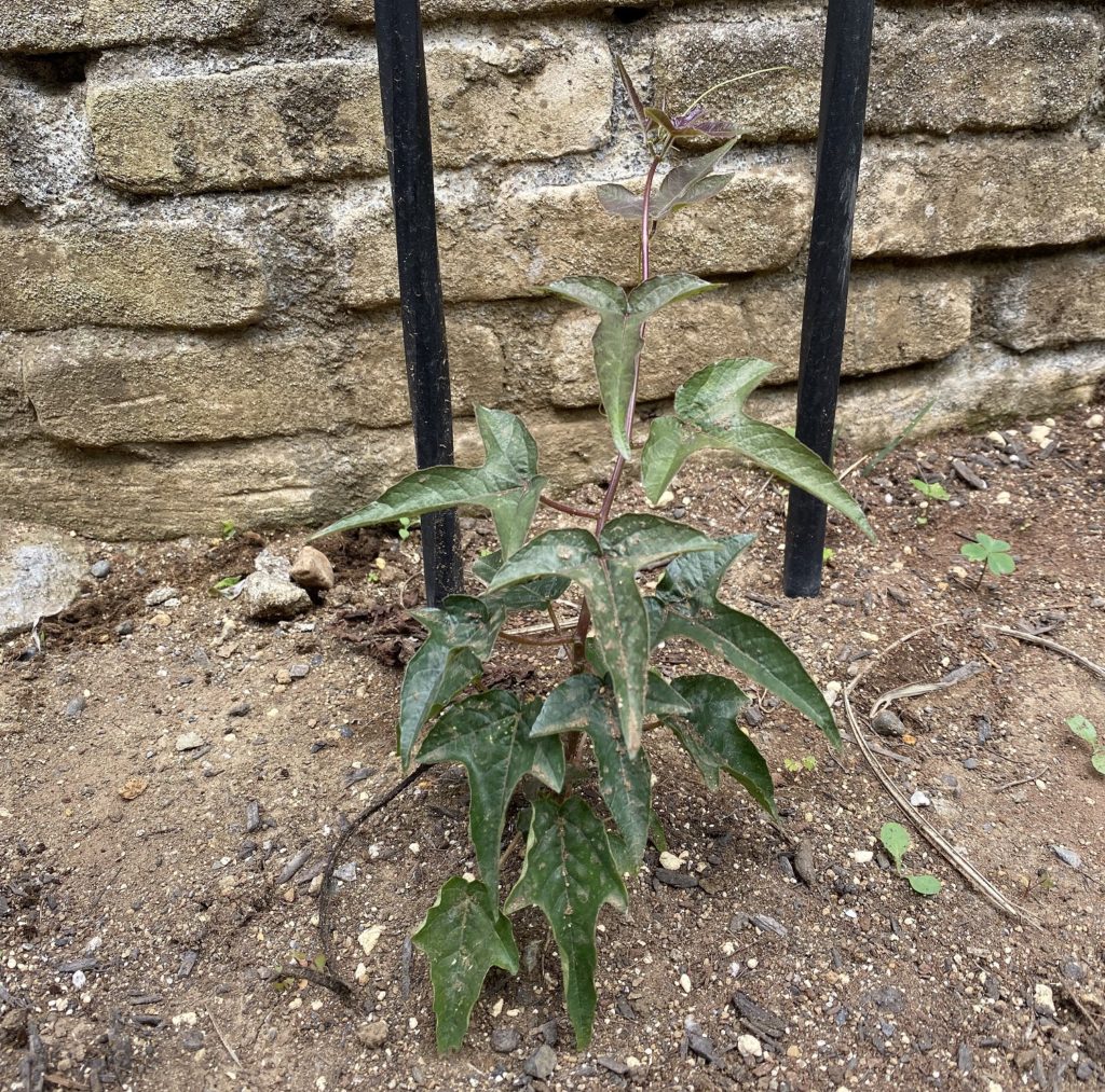 トケイソウ ピッコロッソ　本葉増殖