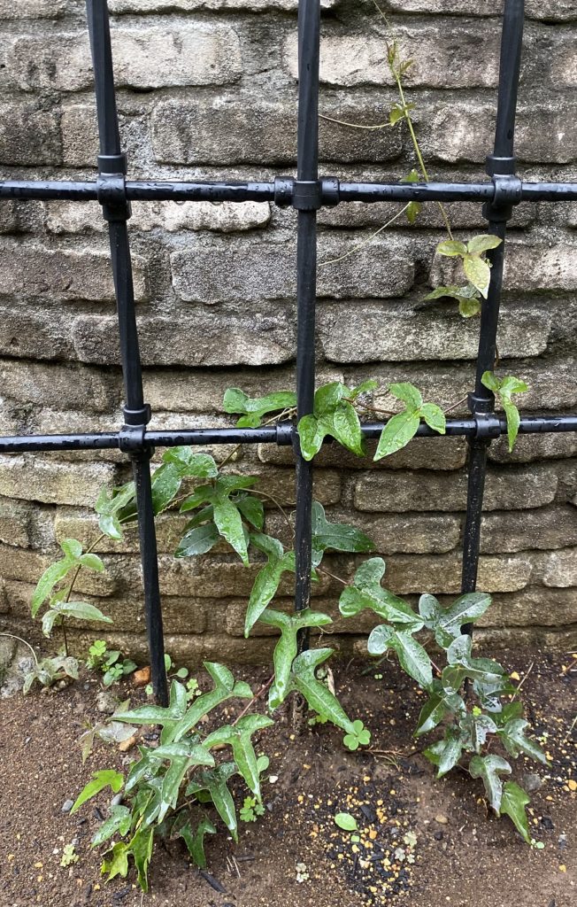 トケイソウ ピッコロッソ　弦伸びる