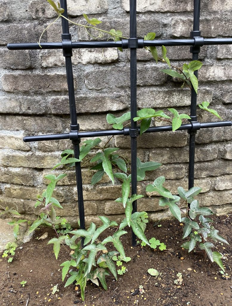 トケイソウ ピッコロッソ　弦が支柱をつかむ