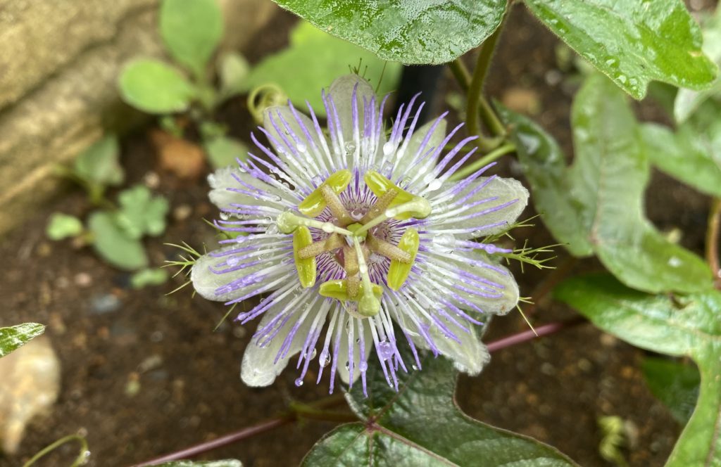 トケイソウ　開花