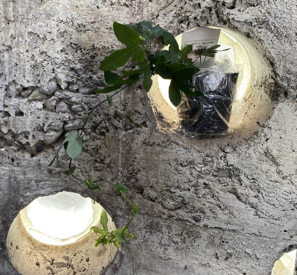 パッシフローラ ビオラセア　苗