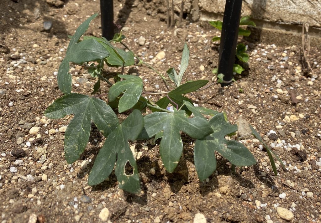 パッシフローラ ビオラセア 地面になじむ