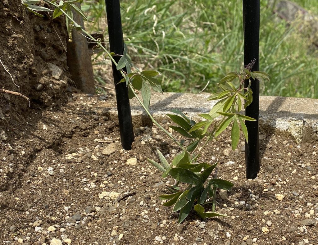 トケイソウ コンスタンスエリオット地植え