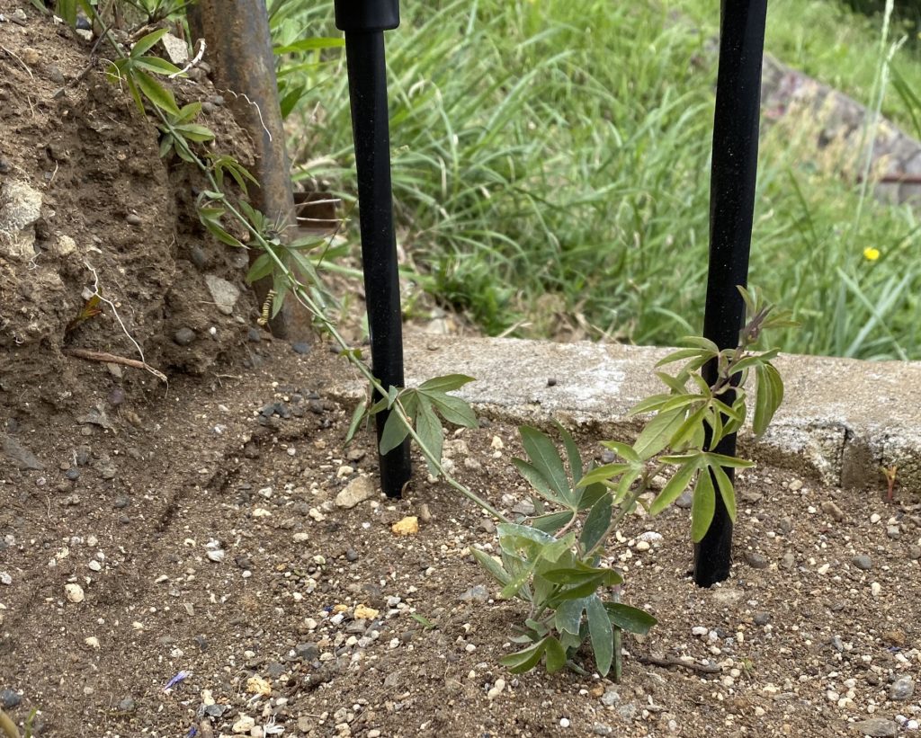 トケイソウ コンスタンスエリオット03