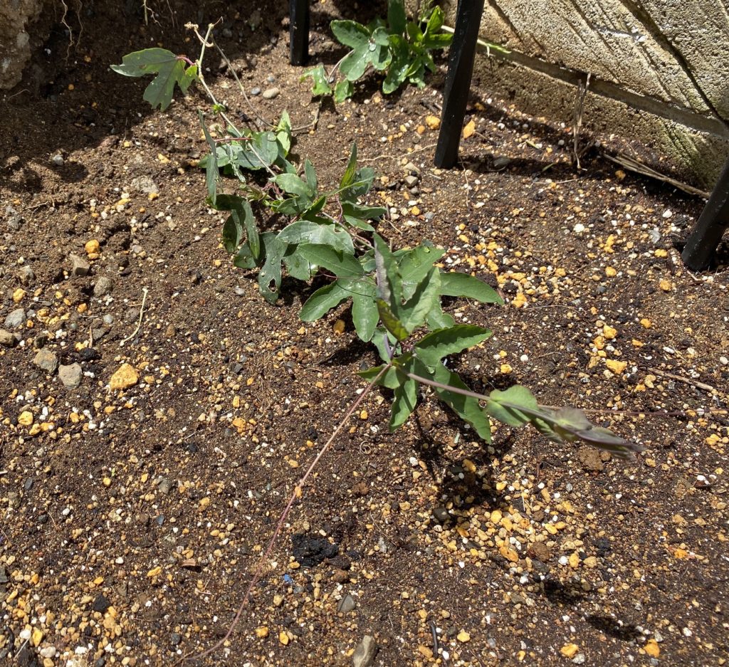 パッシフローラ ビオラセア 成長開始