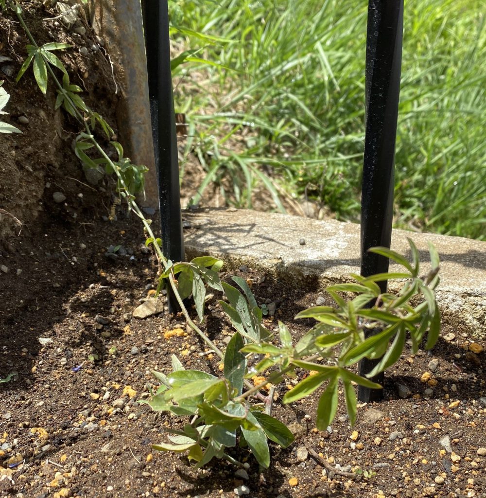 トケイソウ コンスタンスエリオット 弦