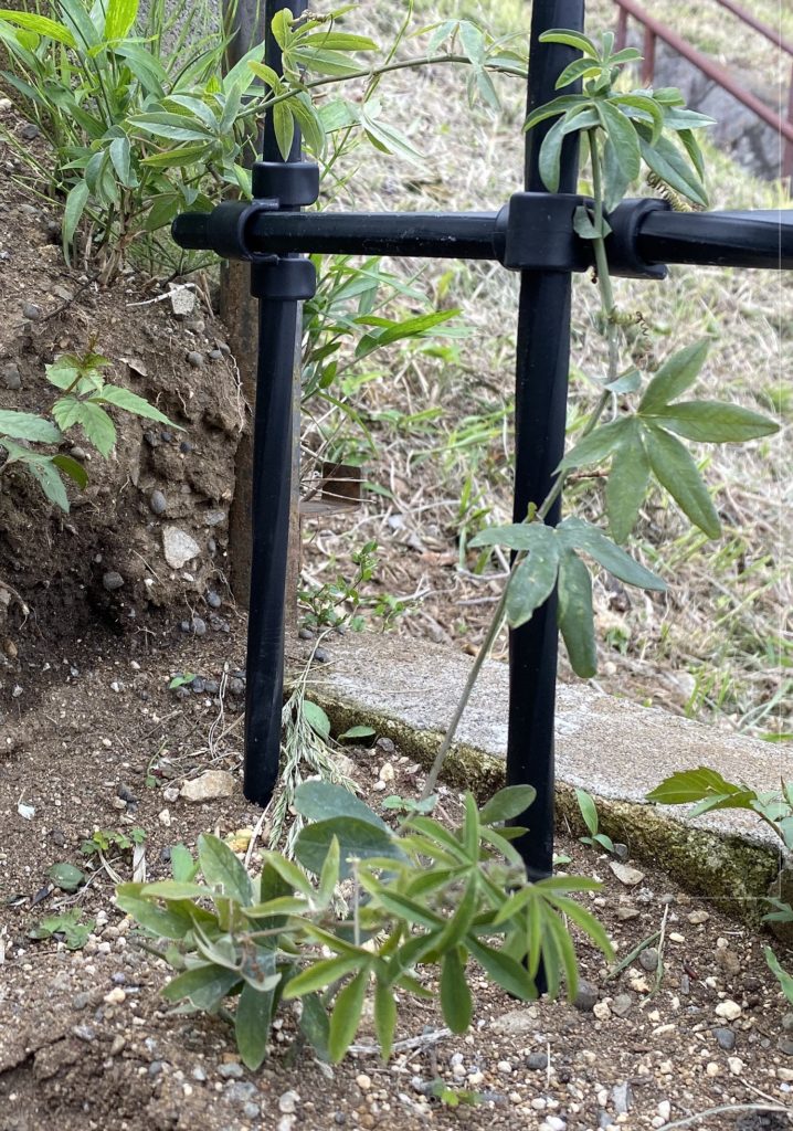 トケイソウ コンスタンスエリオット 弦巻き付き