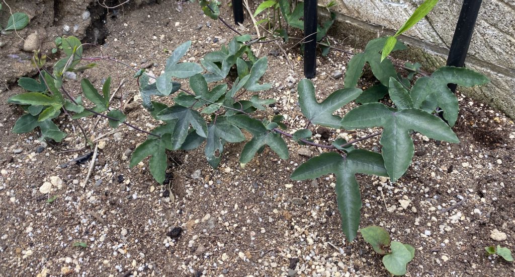 パッシフローラ ビオラセア 弦巻き付き開始