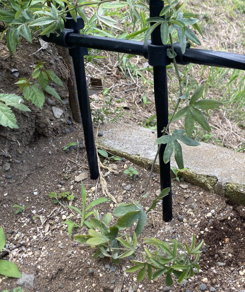 トケイソウ コンスタンスエリオット 弦さらに伸長