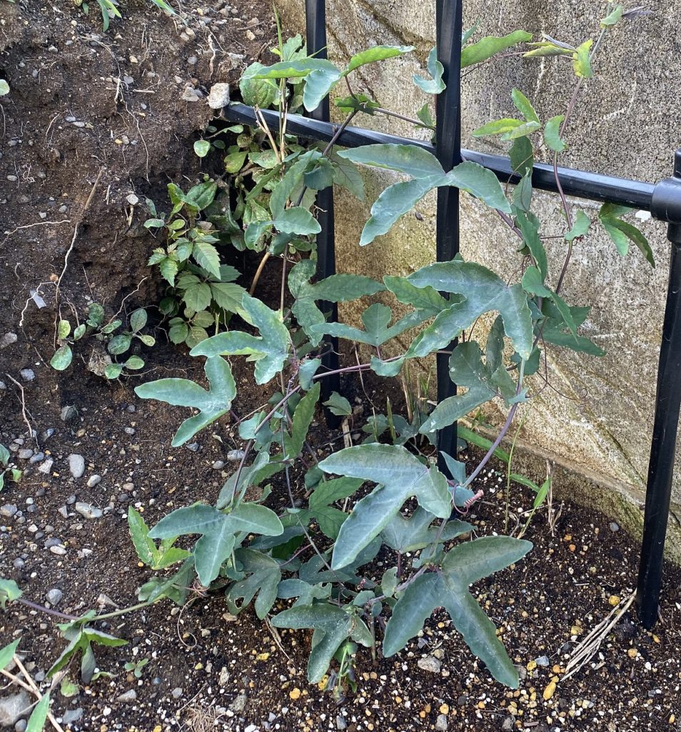 パッシフローラ ビオラセア スタンドアップ