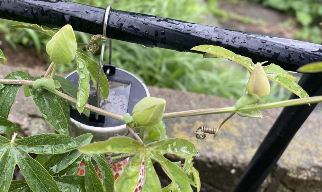 トケイソウ コンスタンスエリオット つぼみ
