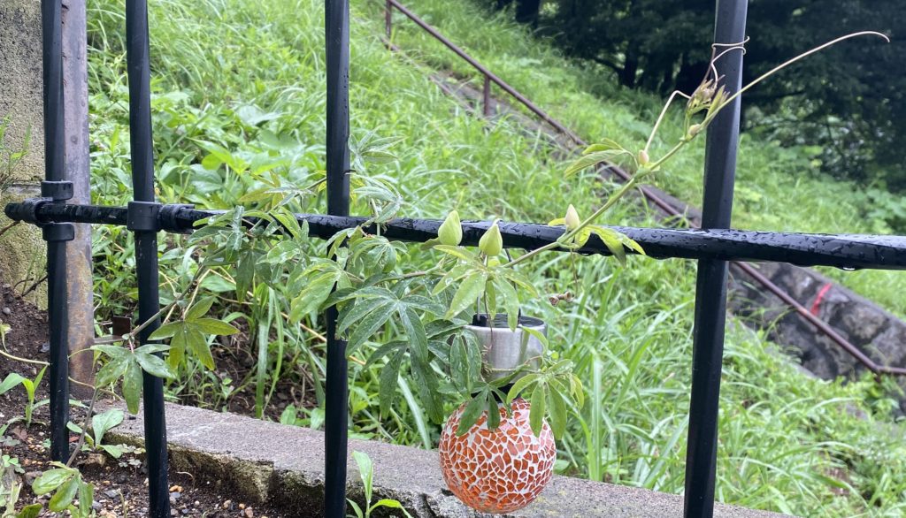 トケイソウ コンスタンスエリオット 蕾