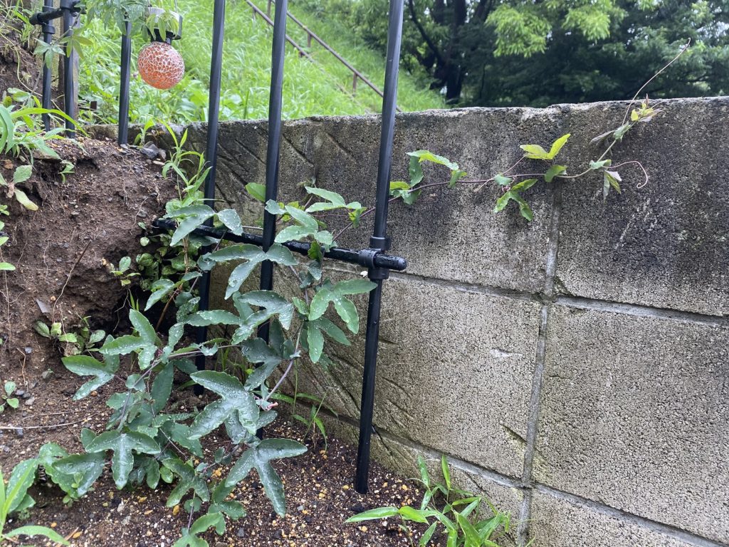 パッシフローラ ビオラセア 弦がスキャニング