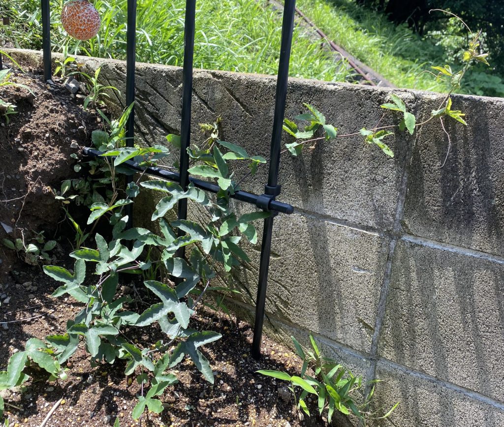 パッシフローラ ビオラセア 弦踵返し