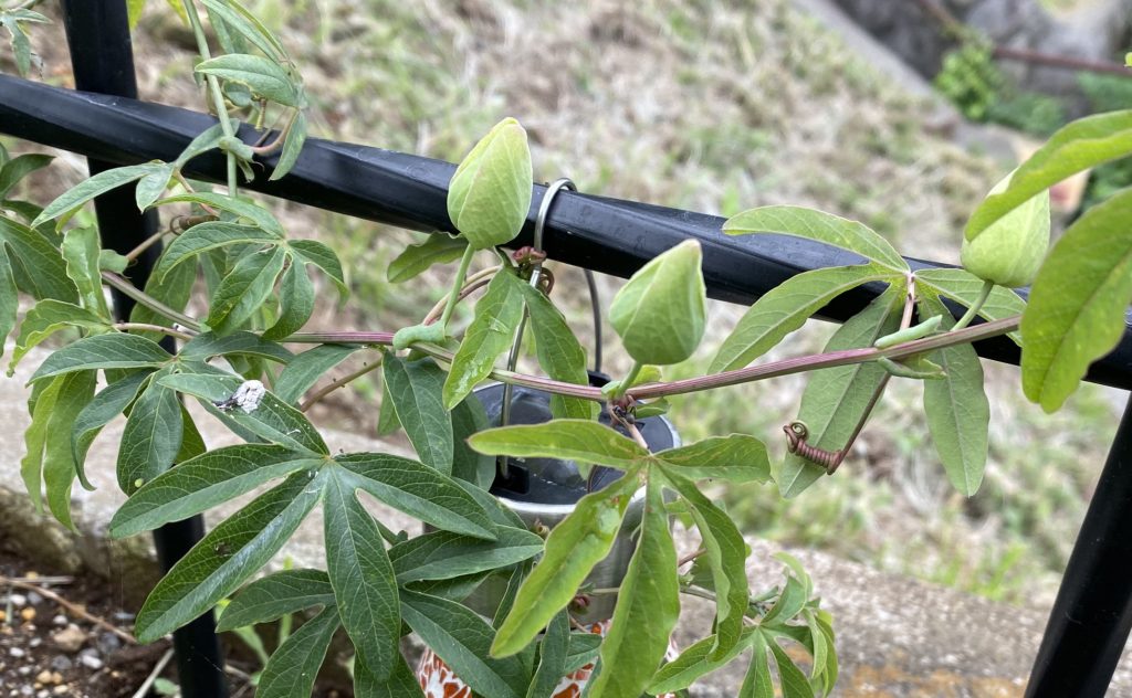 トケイソウ コンスタンスエリオット 蕾成長
