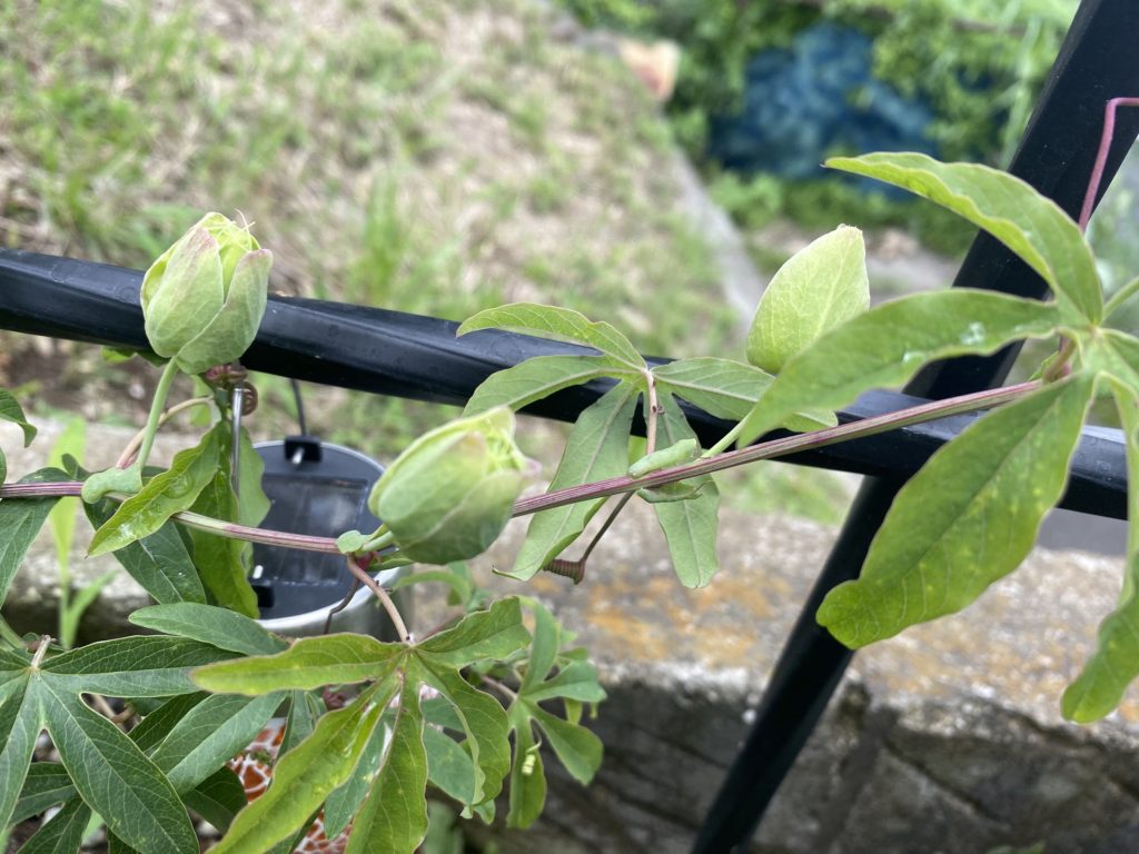 トケイソウ コンスタンスエリオット 蕾ひらく