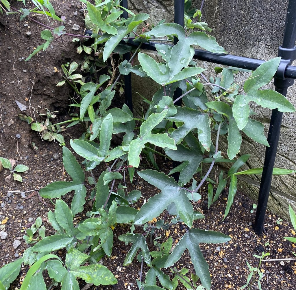 パッシフローラ ビオラセア 弦落ちる