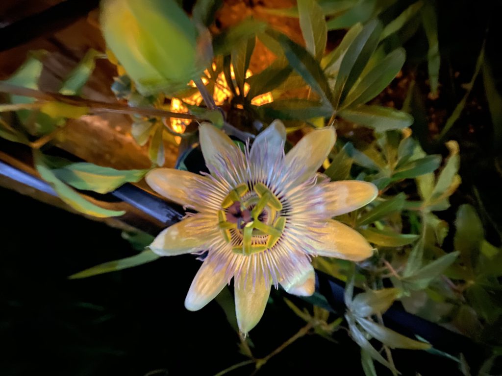 トケイソウ コンスタンスエリオット 花 夜も開花