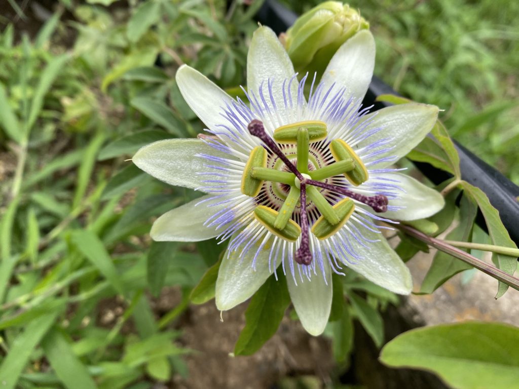 トケイソウ コンスタンスエリオット 花