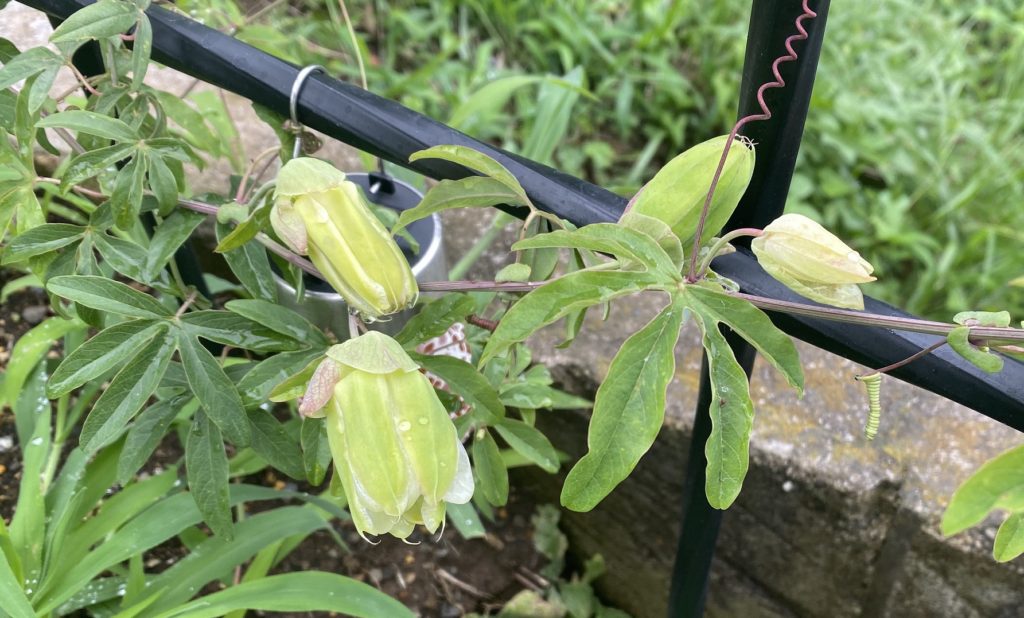 トケイソウ コンスタンスエリオット しぼんだ花