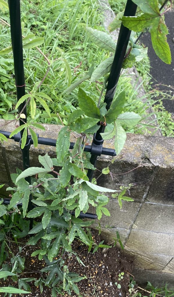 パッシフローラ ビオラセア 巻き付き強