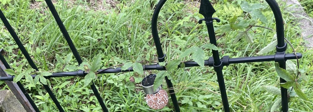 パッシフローラ ビオラセア 横展開