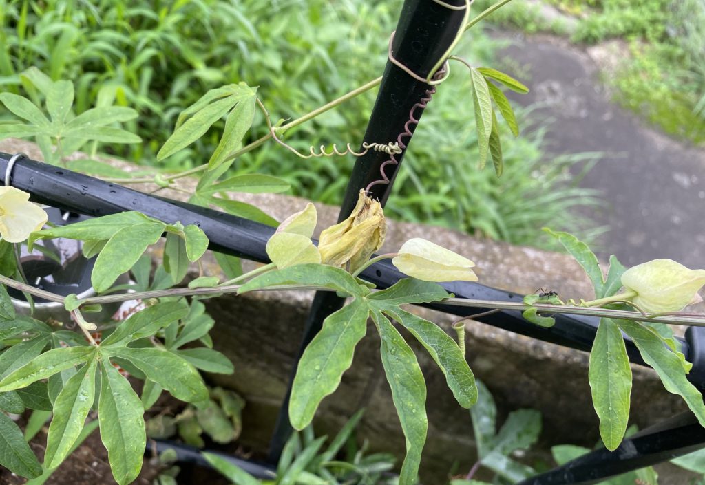 トケイソウ コンスタンスエリオット しぼみ枯れる花