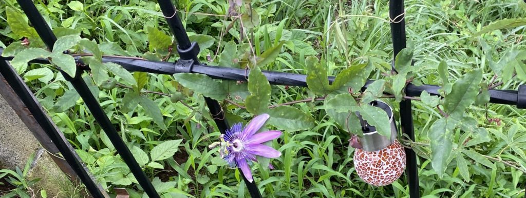 トケイソウ　パッシフローラ　ビオラセア　開花